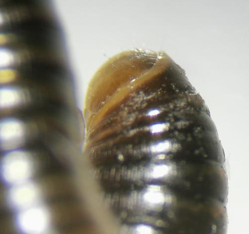 Réf. 337 260 : Cylindroiulus caeruleocinctus